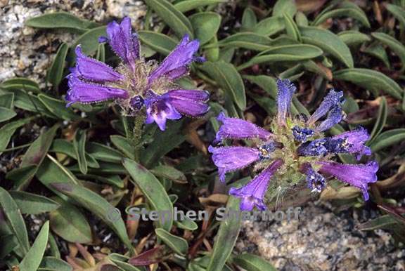 penstemon heterodoxus var heterodoxus 3 graphic